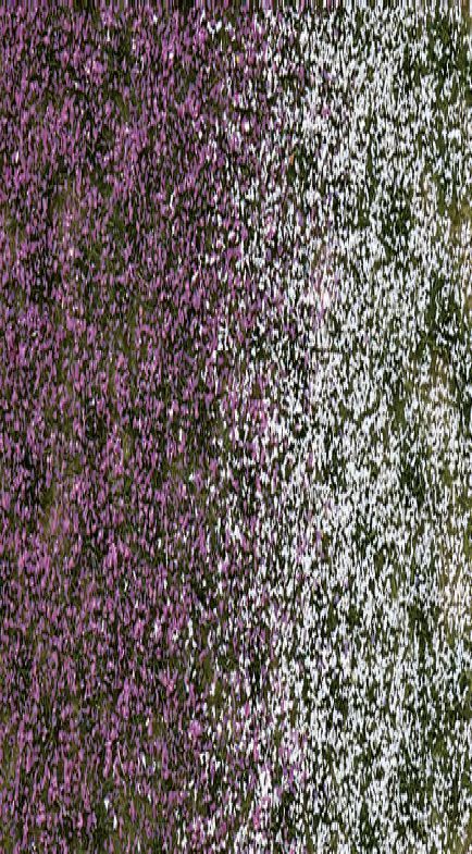 Busch 3548 Blütenbüschel Spätsommer (Neuheit Herbst 2020)